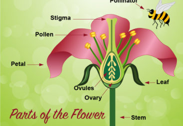 Parts of Flower Graphic