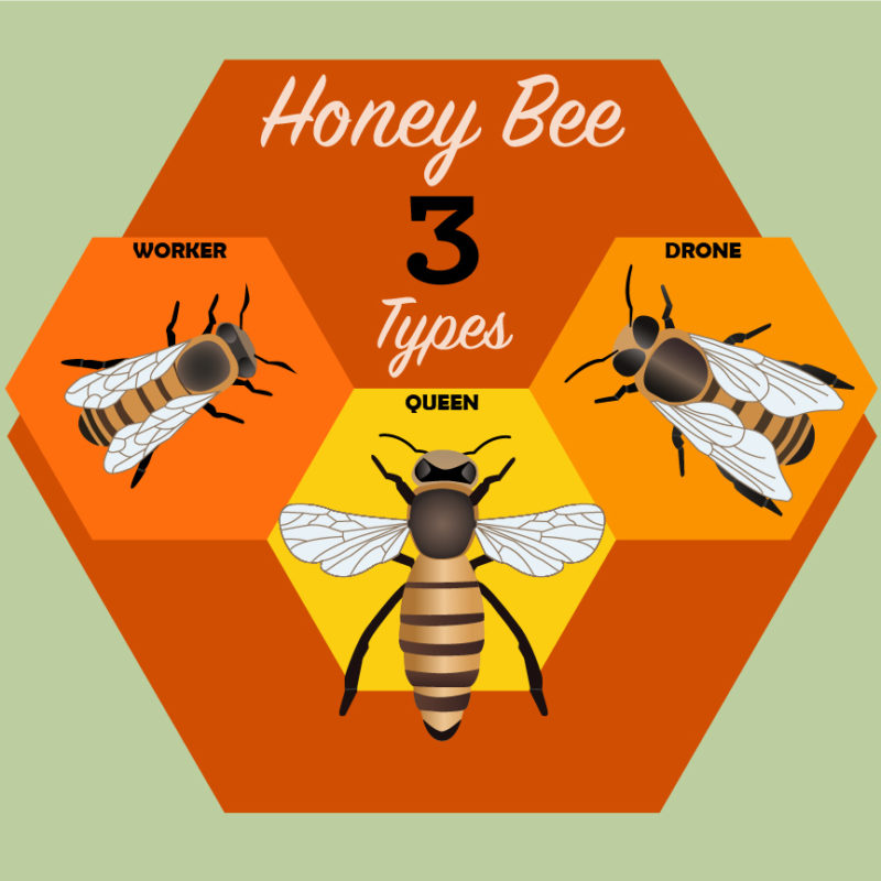 Types of honeybees